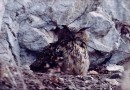 Eagle owl © V.Pochekanski
